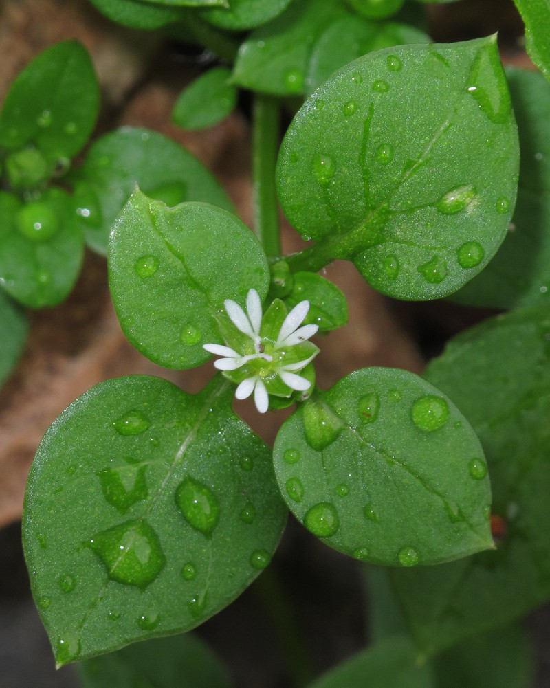 Common Chickweed photo 2