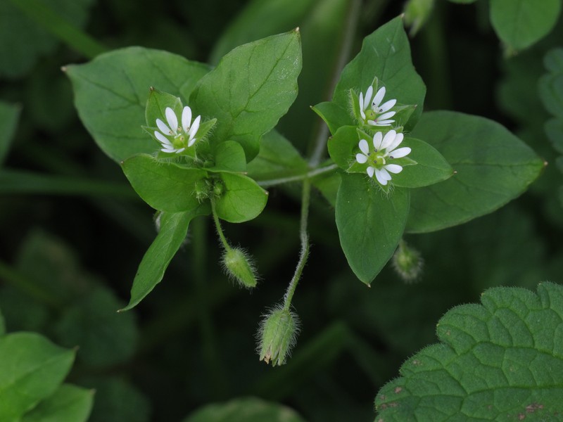 Common Chickweed photo 3