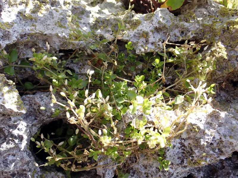 Stellaria media subsp. media