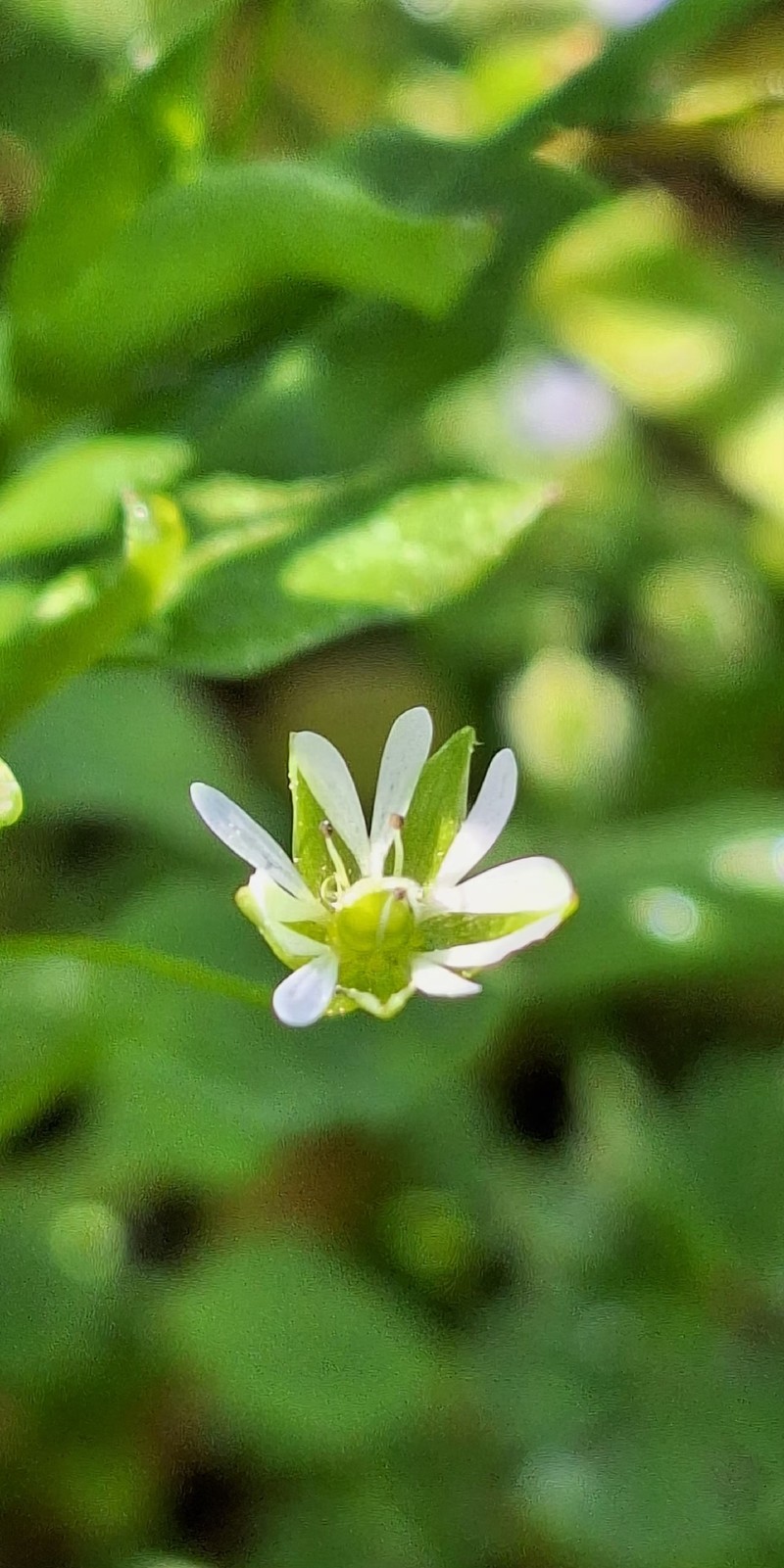 Stellaria media subsp. media photo 2
