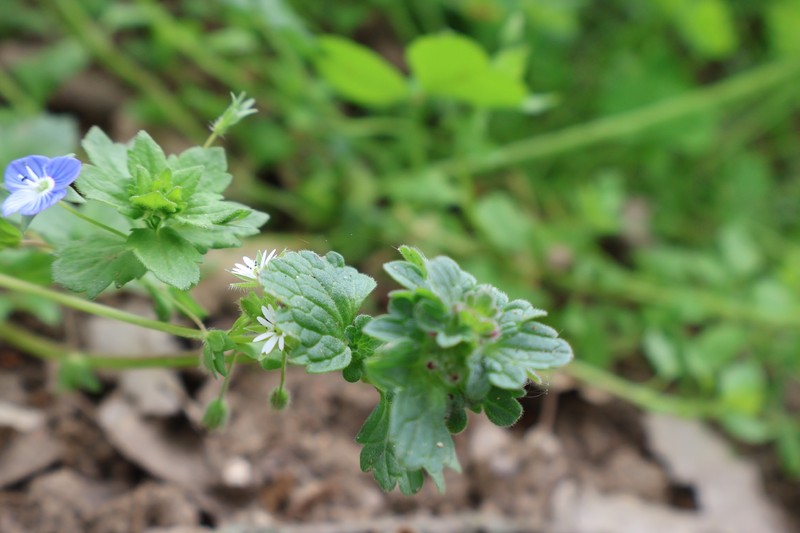 Stellaria media subsp. media photo 3