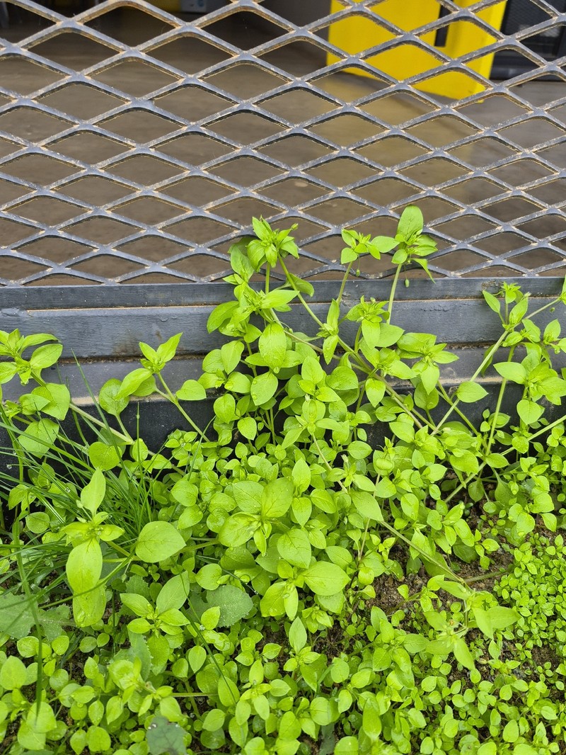 Stellaria media subsp. media photo 4