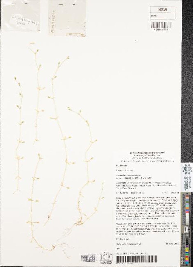 Stellaria multiflora subsp. collaris