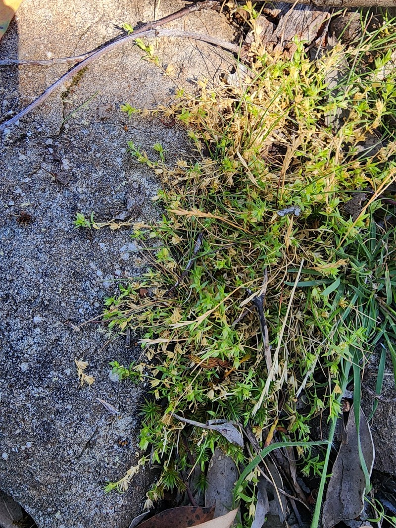 Stellaria multiflora subsp. multiflora