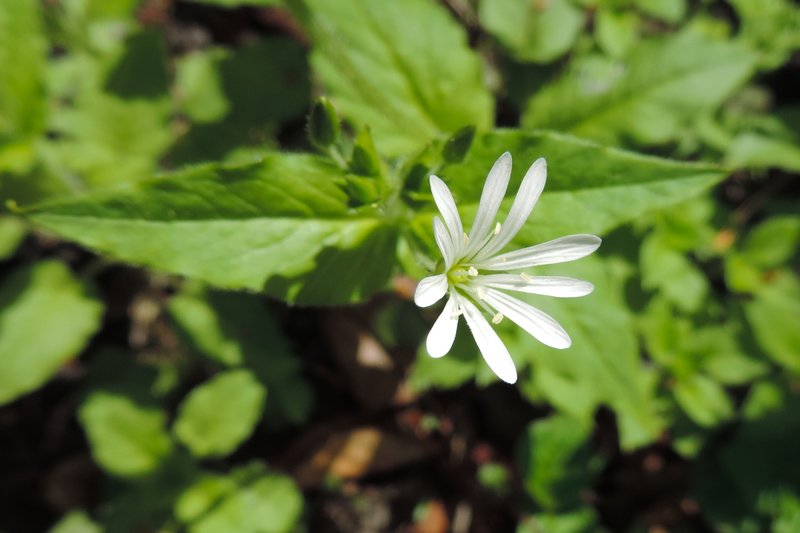 Wood Stitchwort