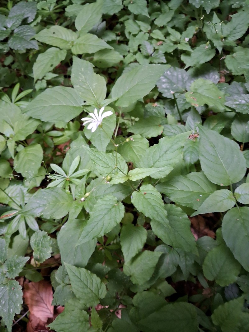 Stellaria nemorum subsp. montana