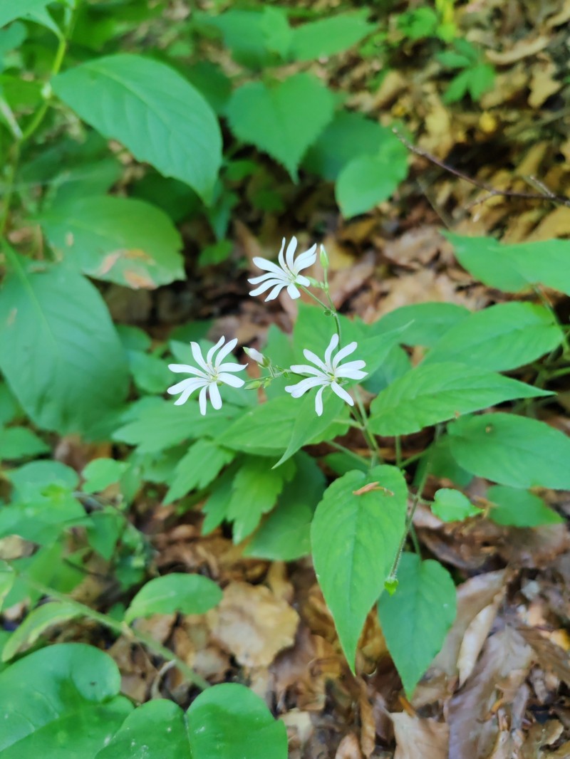 Stellaria nemorum subsp. montana photo 2