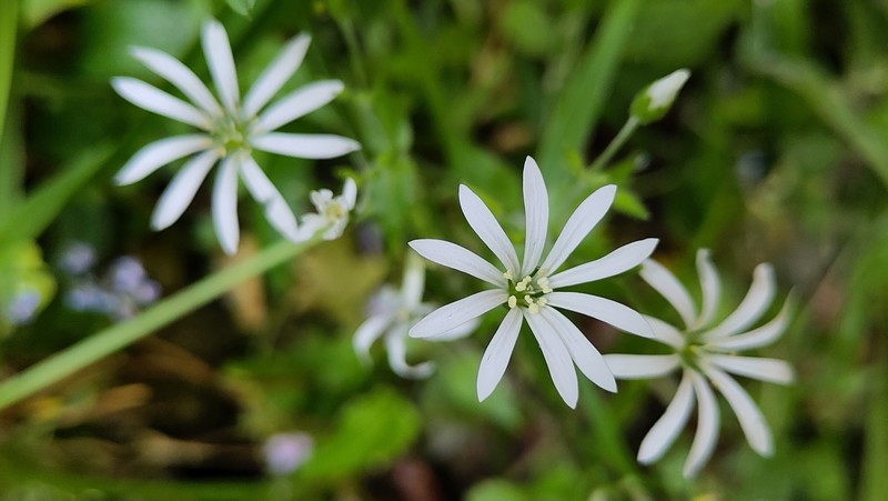 Stellaria nemorum subsp. montana photo 3