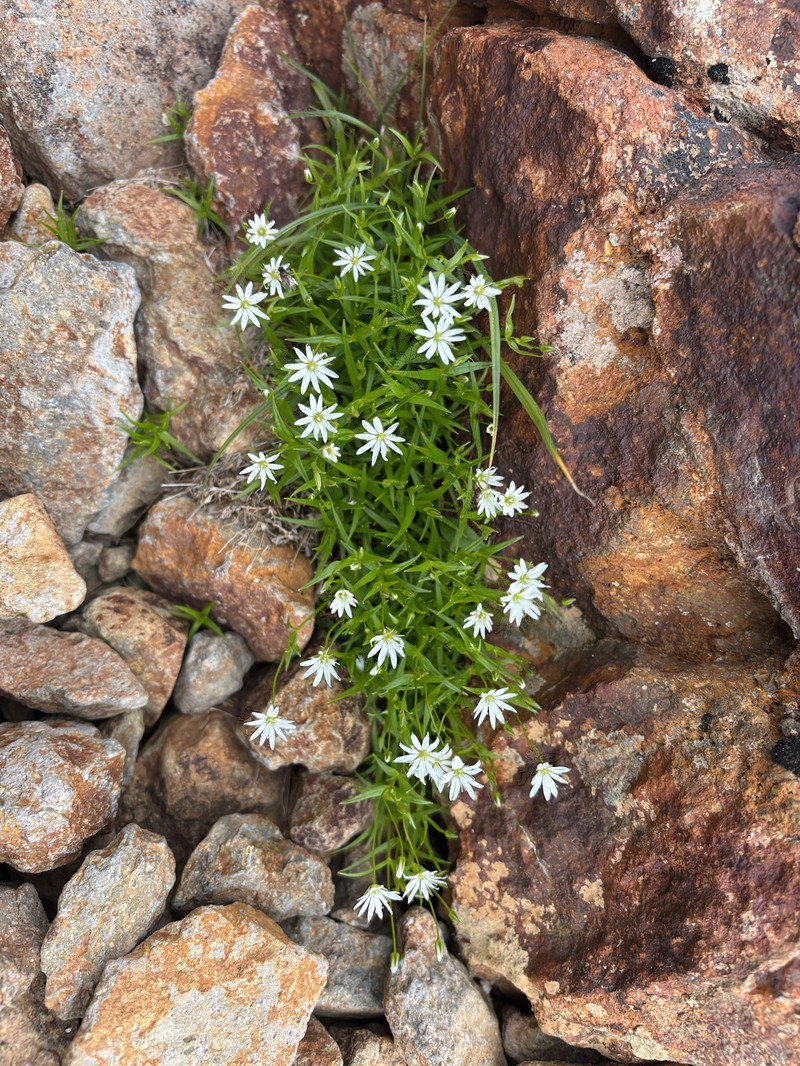 Stellaria nipponica var. nipponica