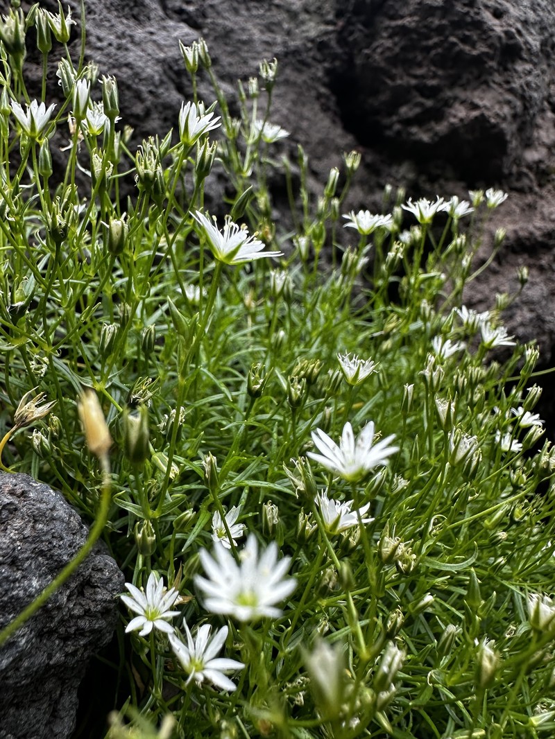 Stellaria nipponica var. nipponica photo 2