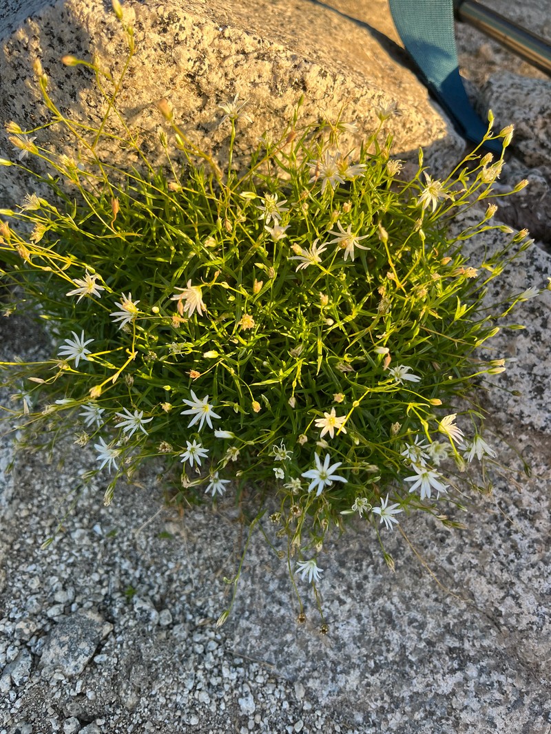 Stellaria nipponica var. nipponica photo 3