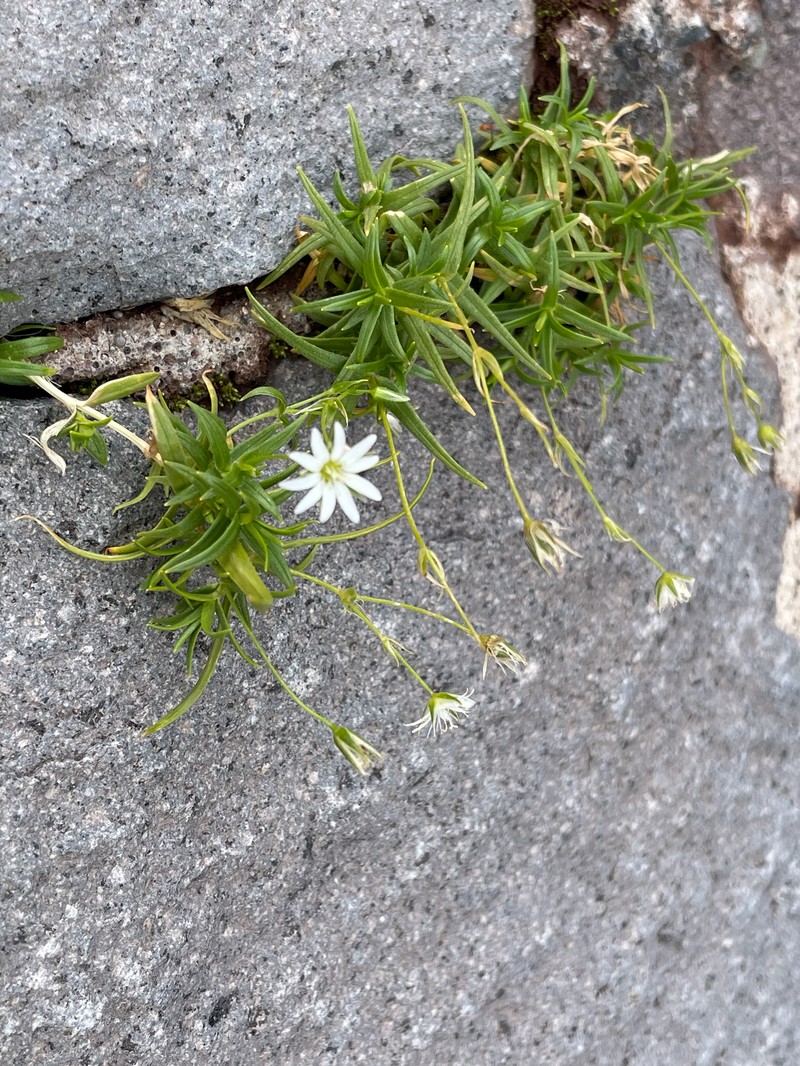 Stellaria nipponica var. nipponica photo 4