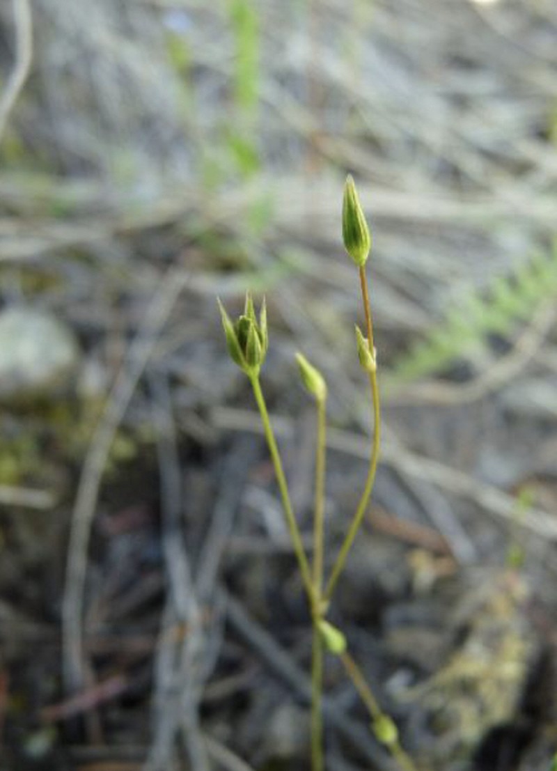 Shiny Chickweed photo 3
