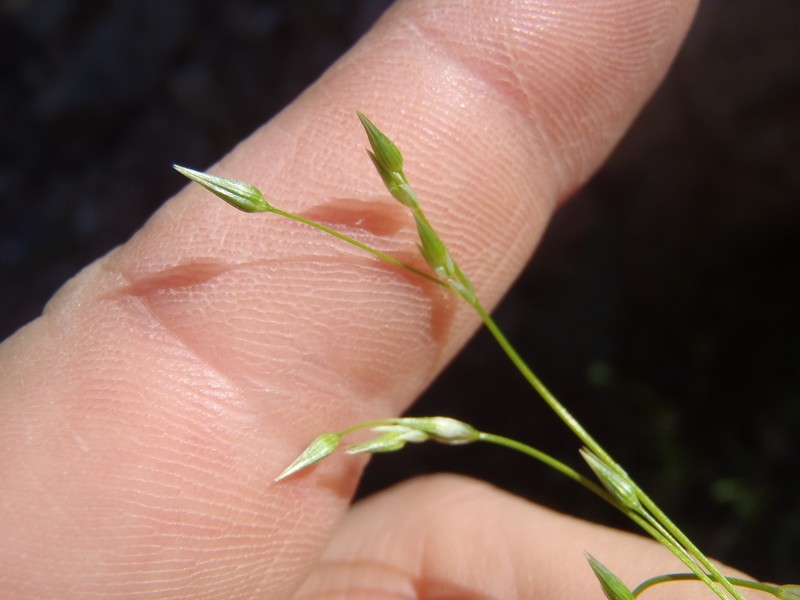 Shiny Chickweed photo 4
