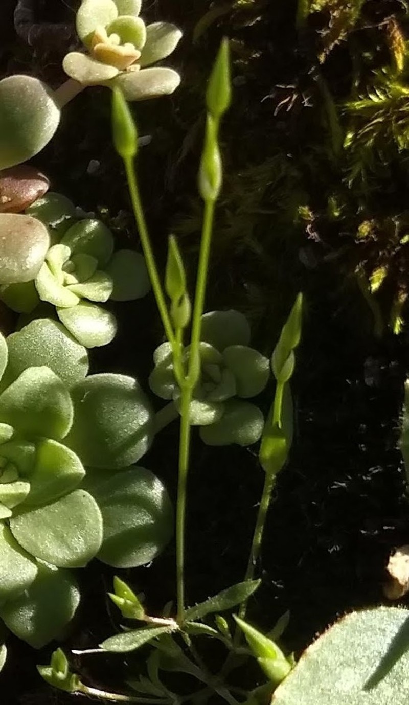 Shiny Chickweed photo 5