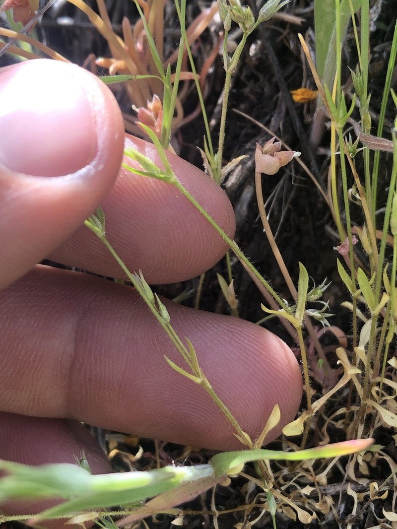 Shiny Chickweed photo 6
