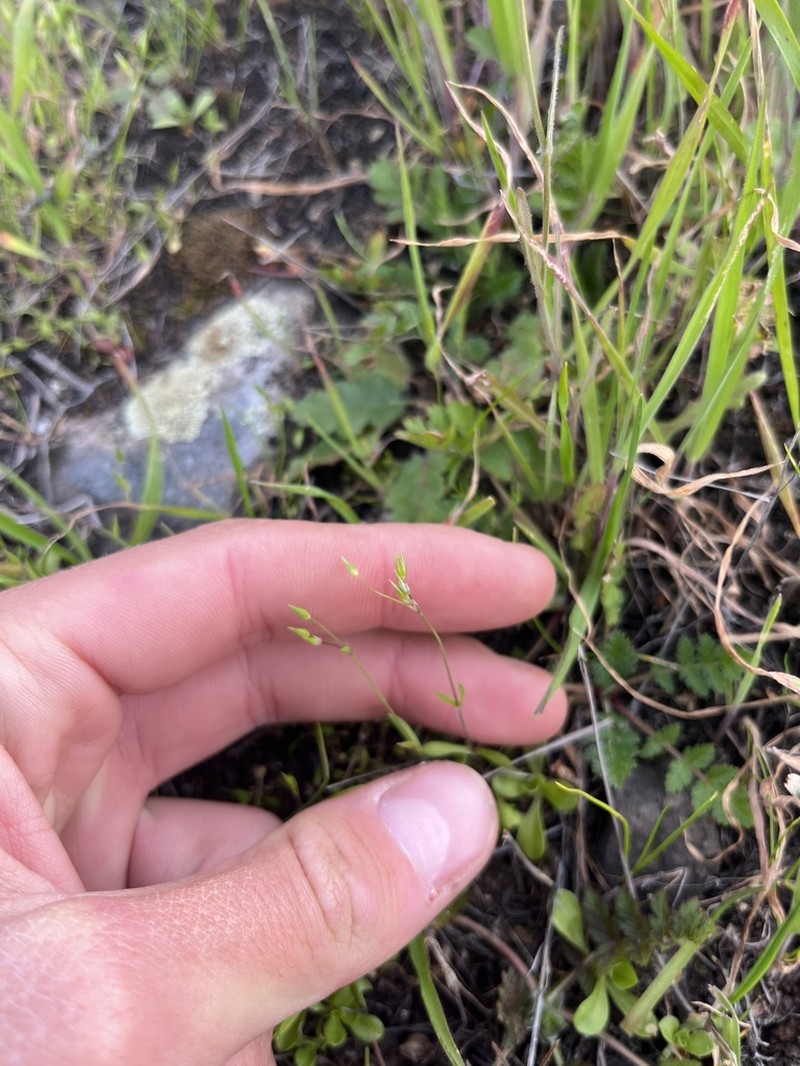 Shiny Chickweed photo 7