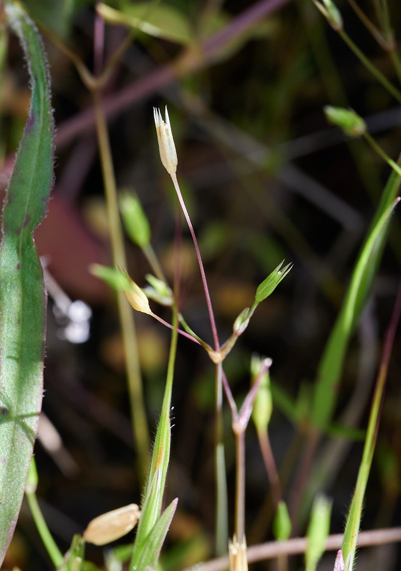 Shiny Chickweed photo 8
