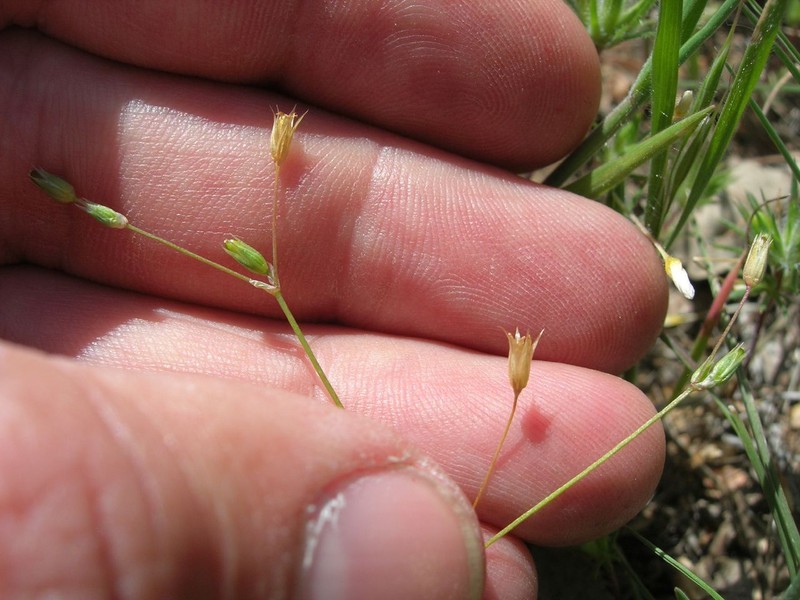 Shiny Chickweed