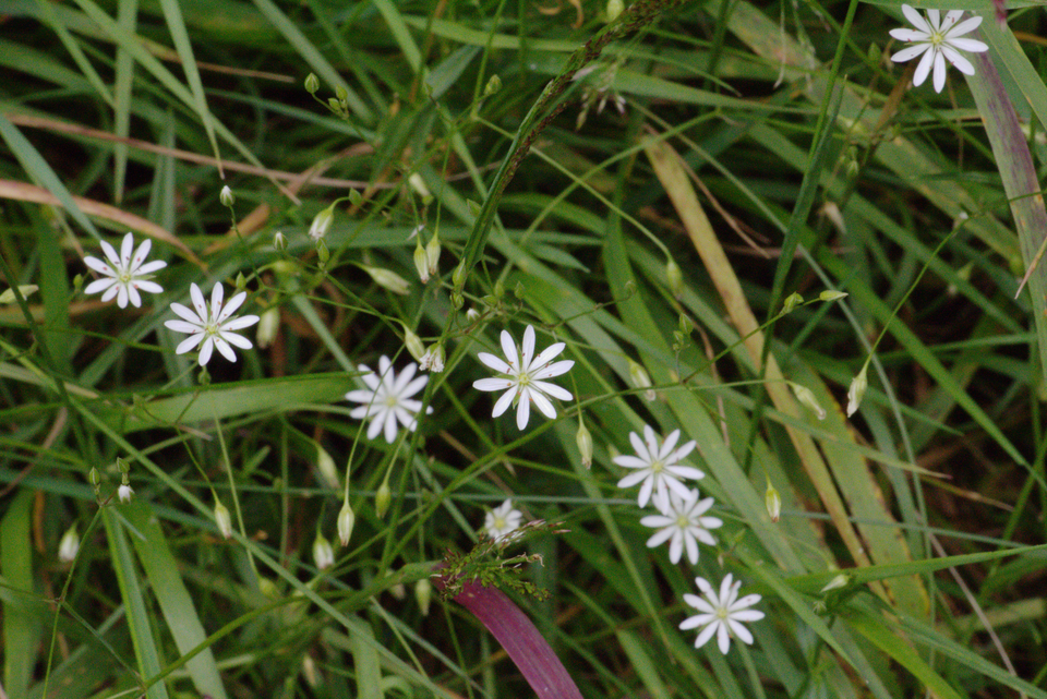 Meadow Starwort photo 5