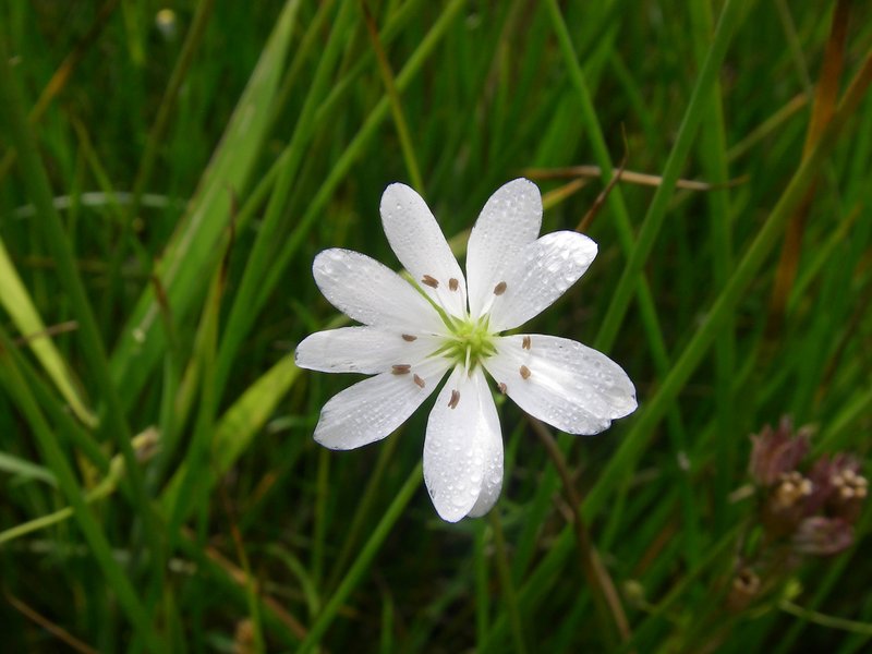Meadow Starwort photo 6