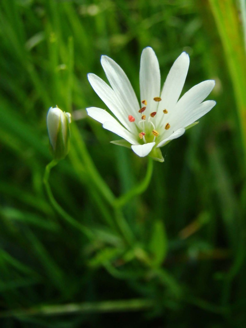 Meadow Starwort