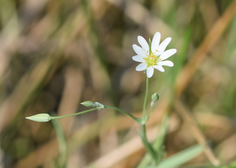 Meadow Starwort photo 2