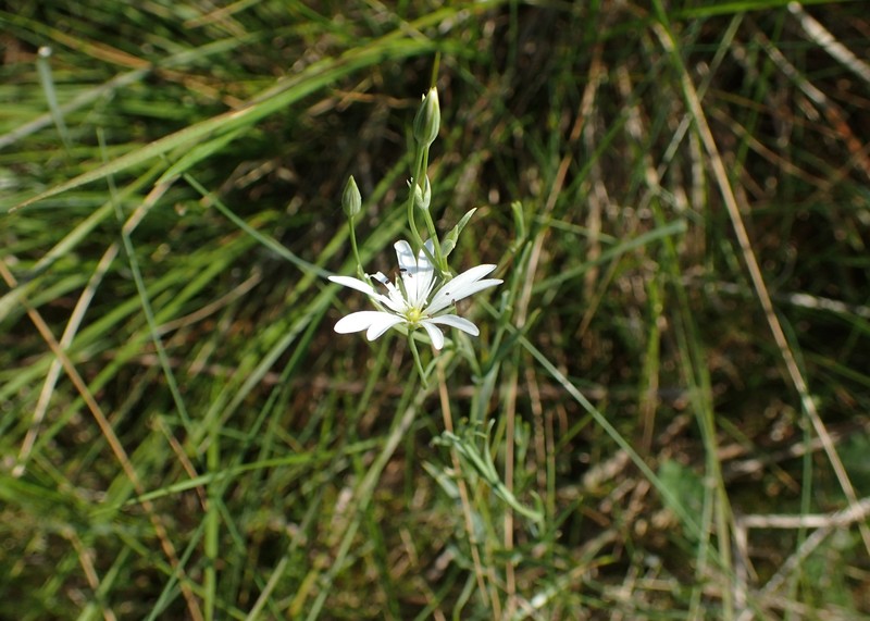 Meadow Starwort photo 3