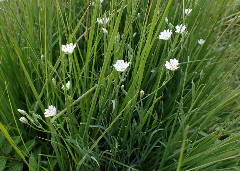 Meadow Starwort photo 7