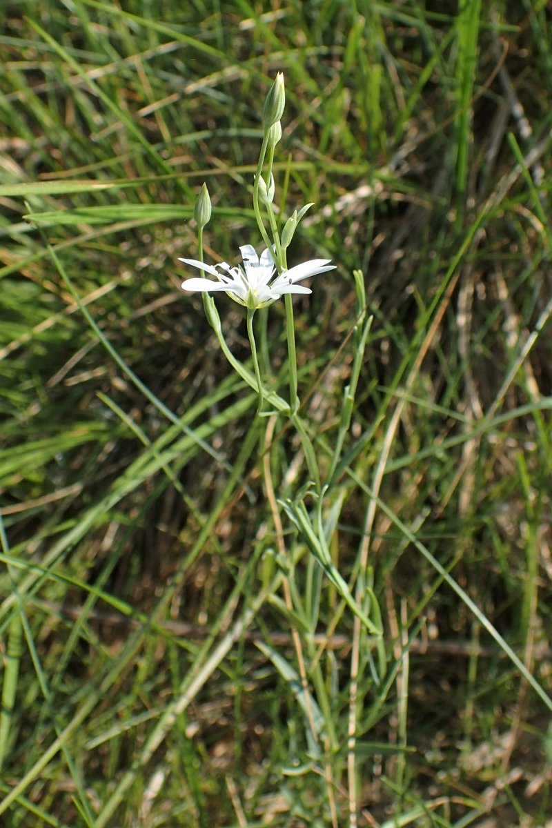 Meadow Starwort photo 8