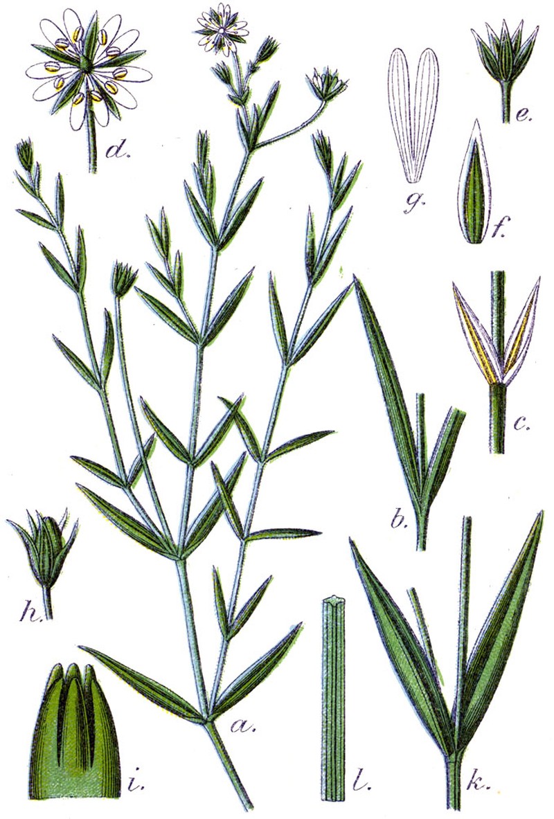 Meadow Starwort photo 4