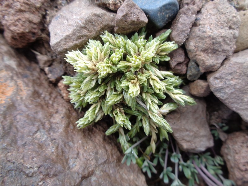 Stellaria patagonica