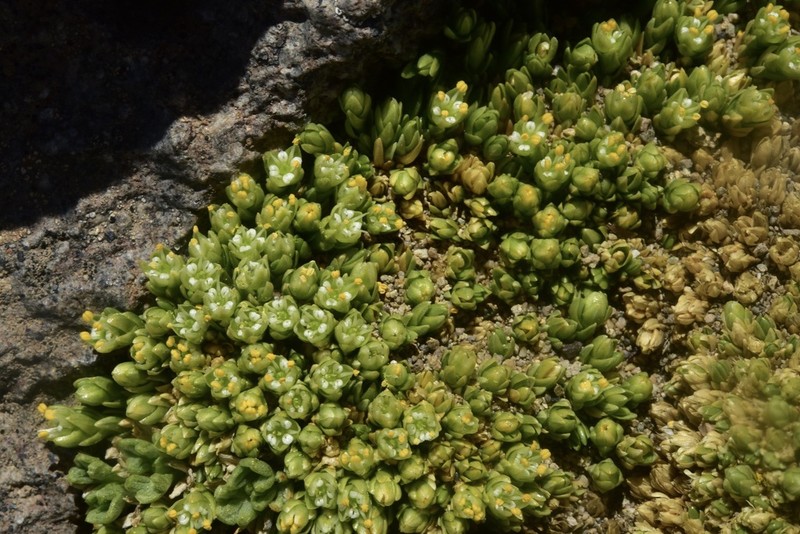 Stellaria patagonica photo 2