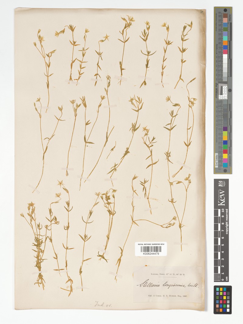 Stellaria patens var. patens