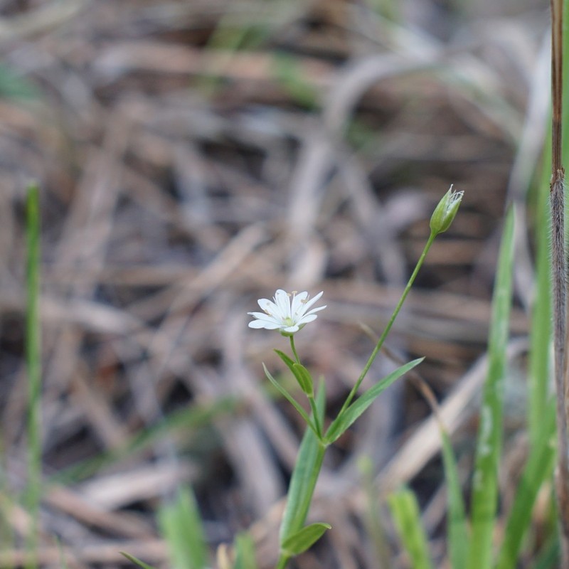 Porsild's Starwort