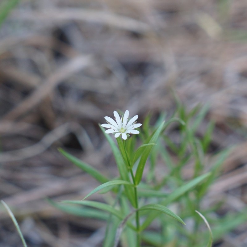Porsild's Starwort photo 2