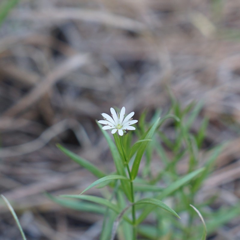 Porsild's Starwort photo 4