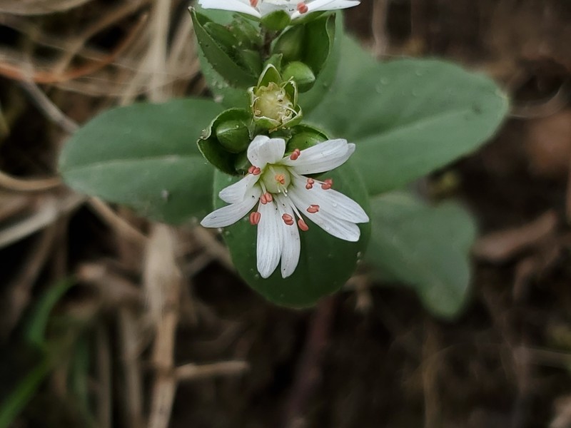Star Chickweed photo 3