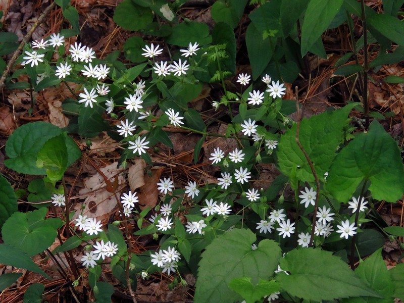 Star Chickweed photo 4