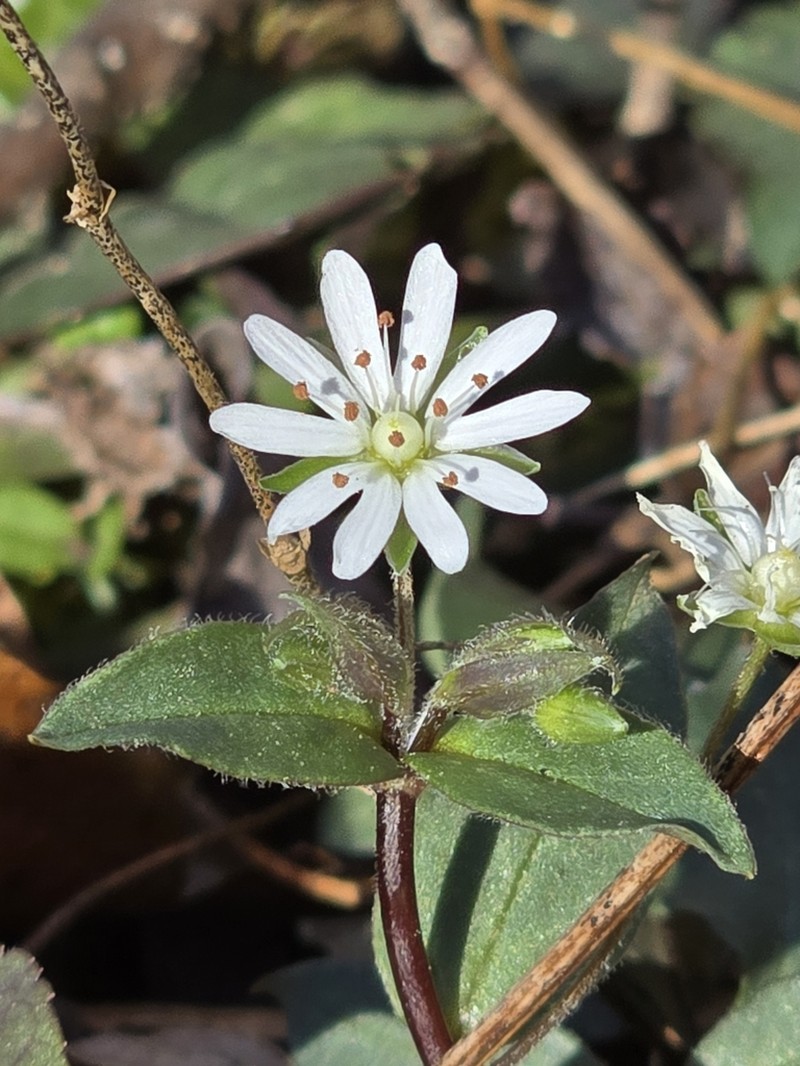 Star Chickweed photo 5