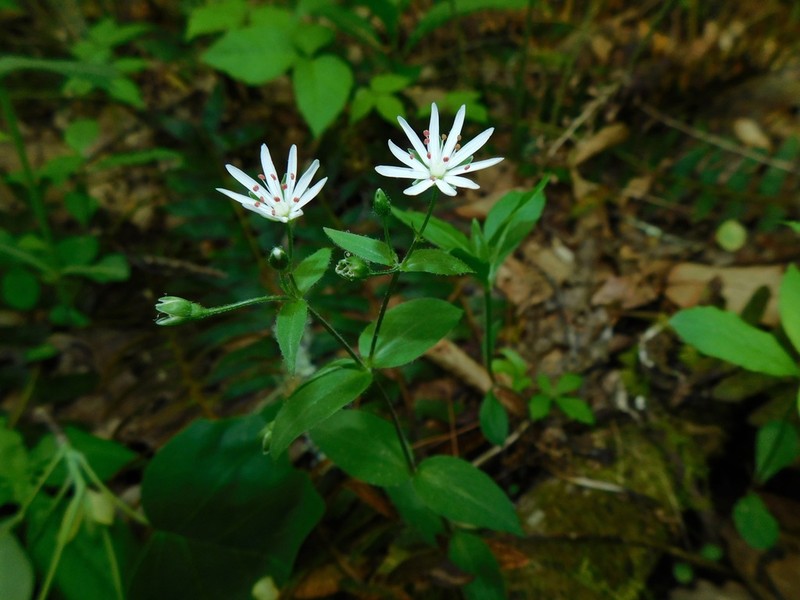 Star Chickweed photo 6