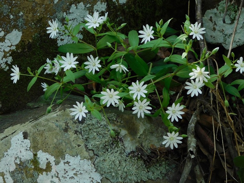 Star Chickweed photo 7