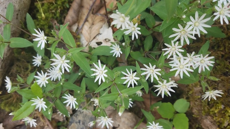 Star Chickweed photo 8