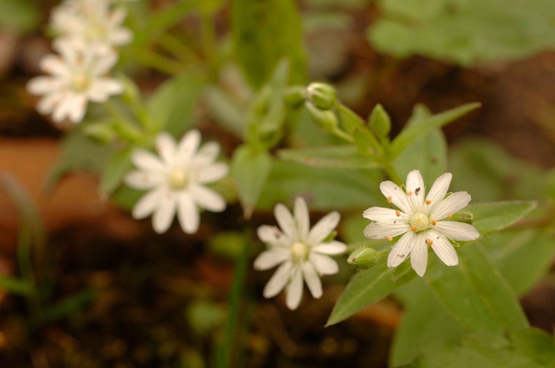 Star Chickweed photo 2