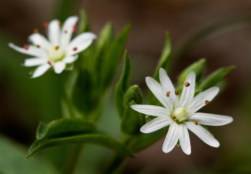 Star Chickweed photo 3