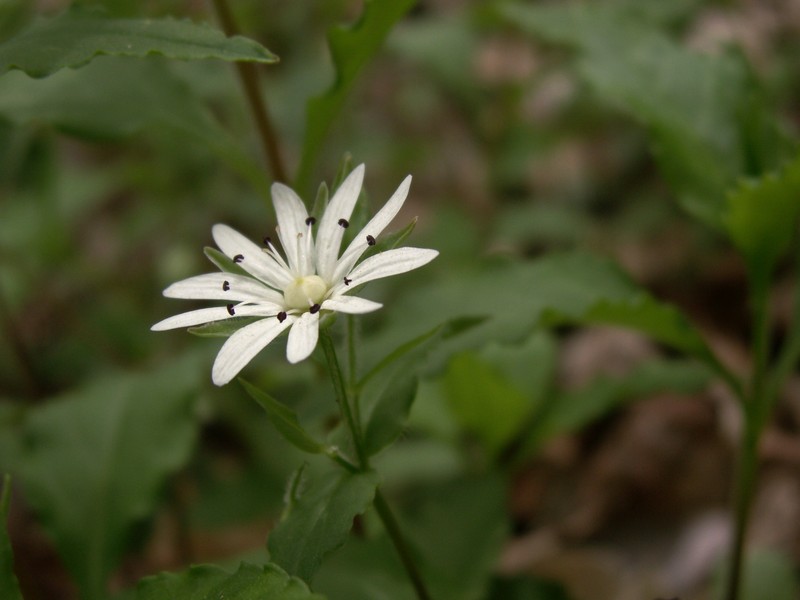 Star Chickweed photo 4