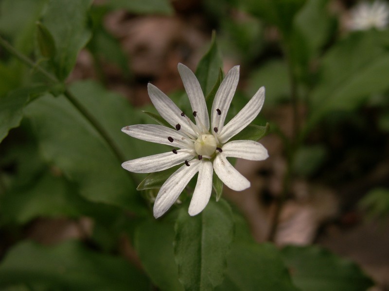 Star Chickweed photo 5