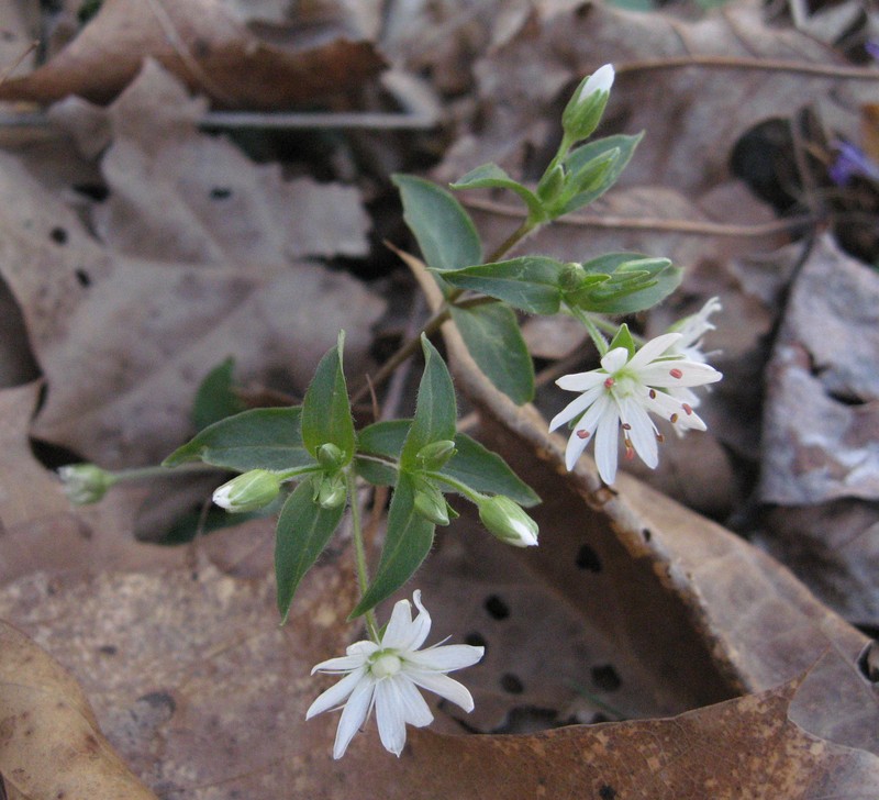 Star Chickweed