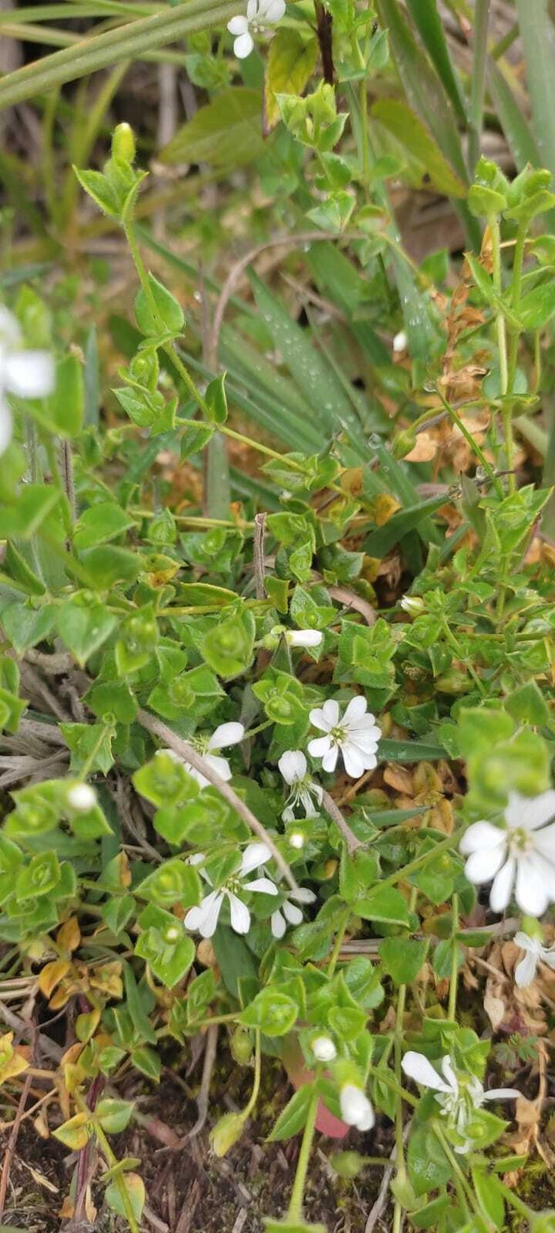 Stellaria recurvata var. recurvata