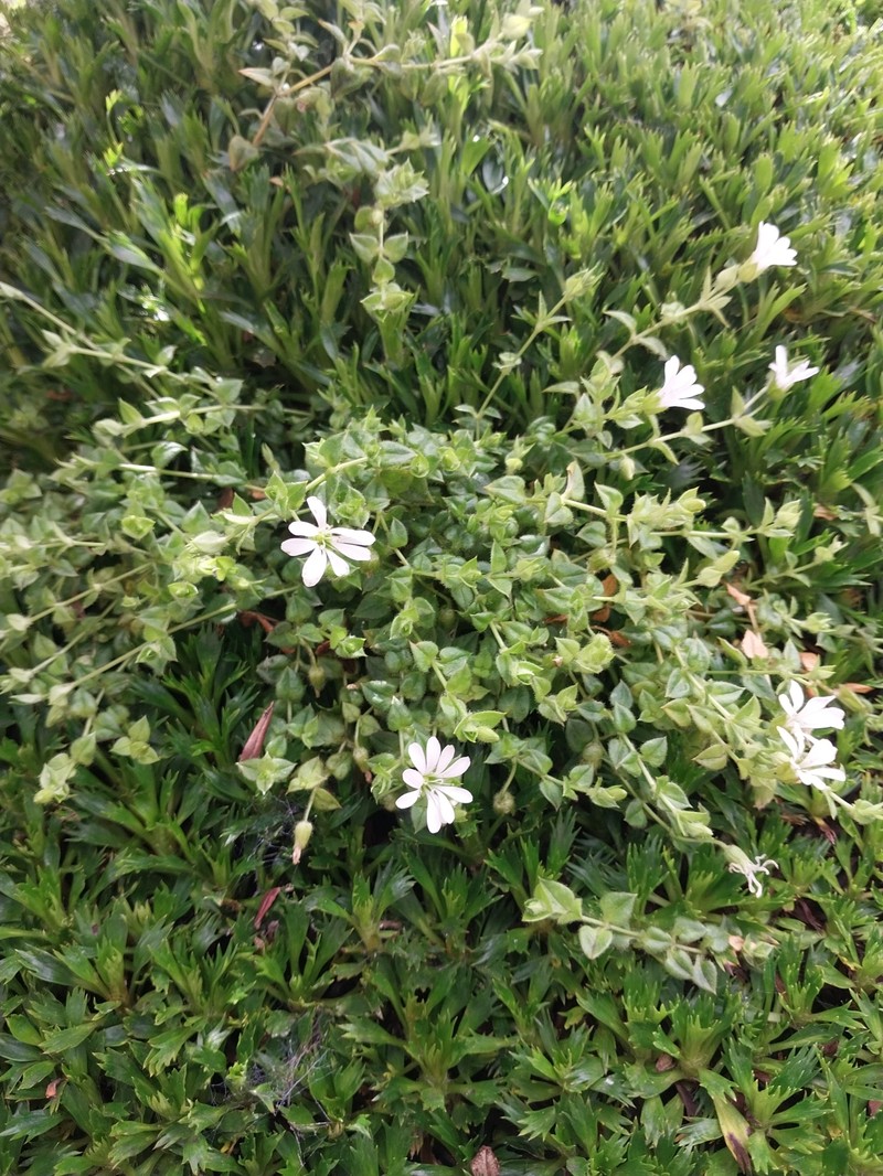 Stellaria recurvata var. recurvata photo 2